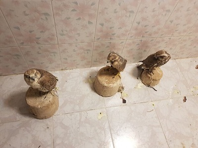 کشف محموله قاچاق پرندگان شکاری در دشتستان
